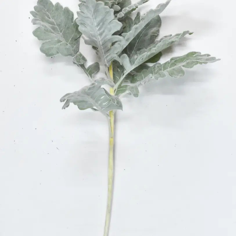 Dusty Miller Spray