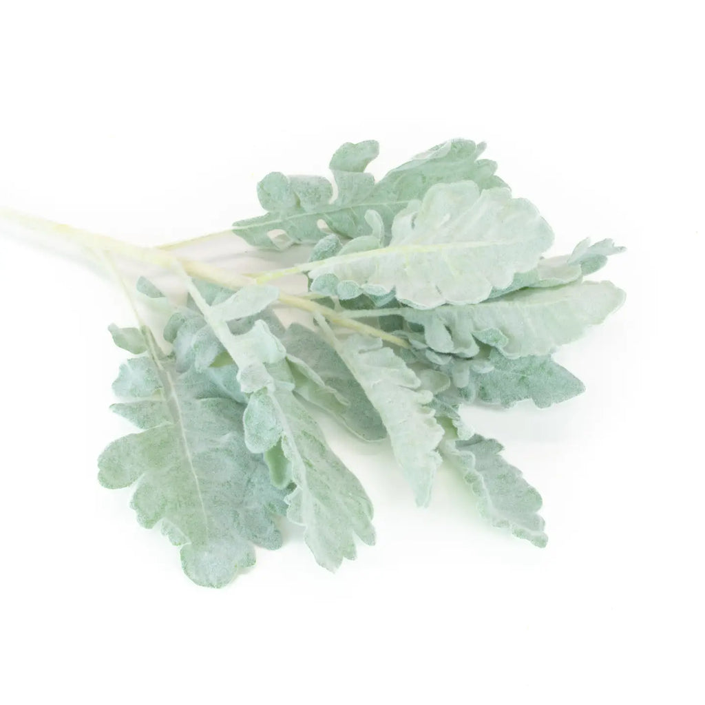 Dusty Miller Spray