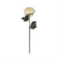 26 Inch Cream Peony Stem