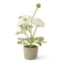 14 Inch White Ranunculus In Clay Pot