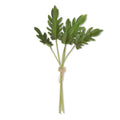 19 Inch Philodendron Stem Bundle