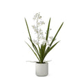 21.75 Inch Potted White Orchid