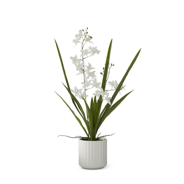 21.75 Inch Potted White Orchid