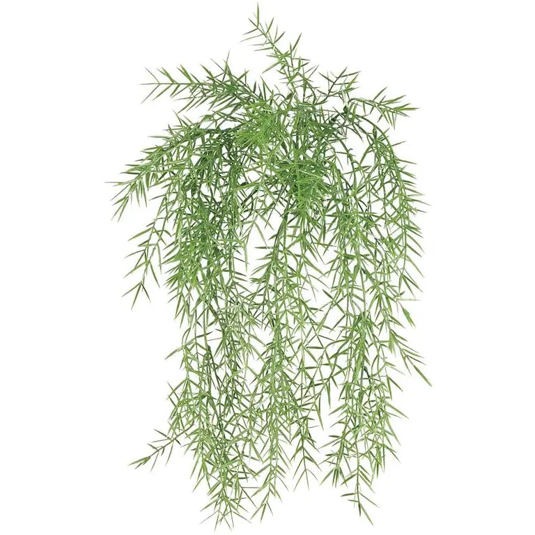 Fern Hanging Bush