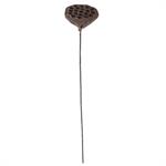 21 Inch Brown Lotus Seed Pod
