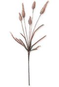 42.5 Inch Brown Cone Thistle Eva Stem