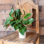Magnolia Leaf Spray