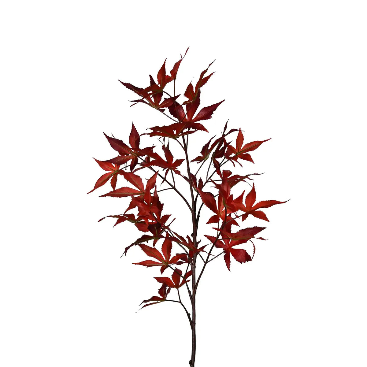 Japanese Maple Leaf Branch