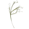 Grass Twig Branch