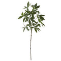 36 Inch Money Tree Branch